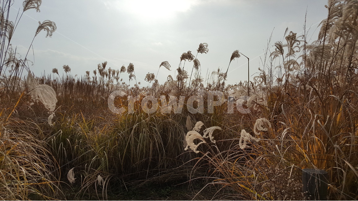 가을,억새풀,바람,자연,풍경,가을,계절,fall,autumn,season,자연,풍경,nature,landscape,grass,잔디,plant,식물,lawn,reed,갈대