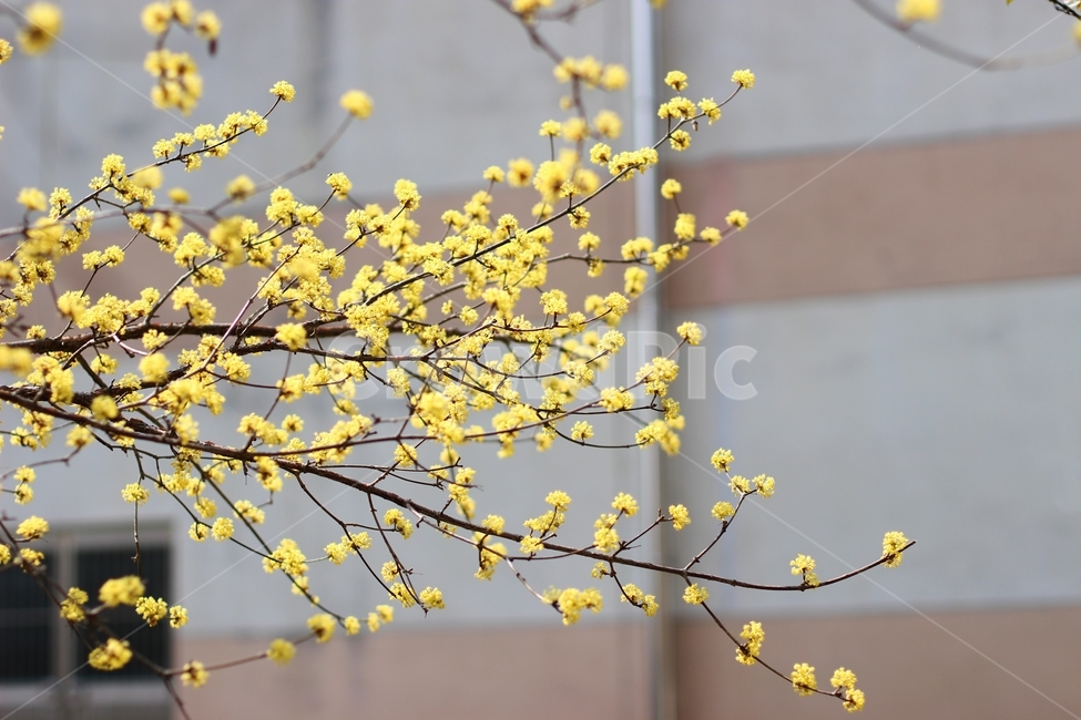 산수유,꽃,봄꽃,봄,노랑,봄,계절,spring,season,식물,자연,plants,nature,꽃,flower,plant