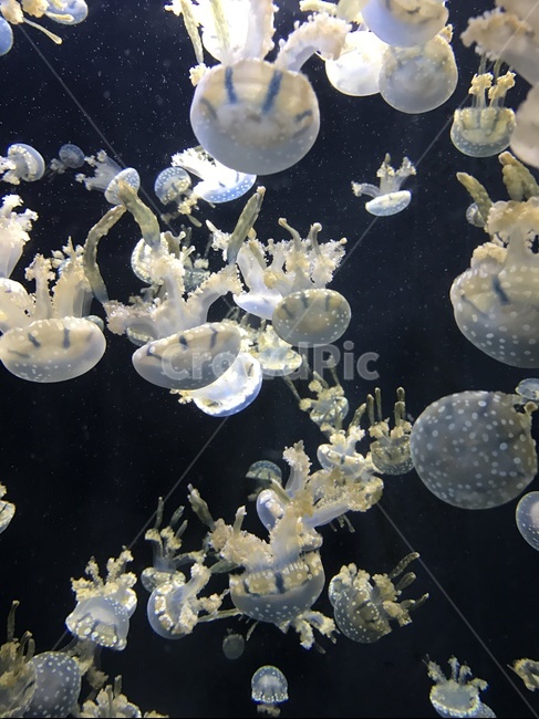 sealife,해양생물,animal,invertebrate,무척추동물,jellyfish,해파리,동물