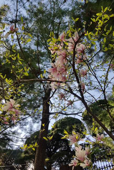 꽃,봄,식물,나무,분홍꽃,식물,자연,plants,nature,꽃,flower