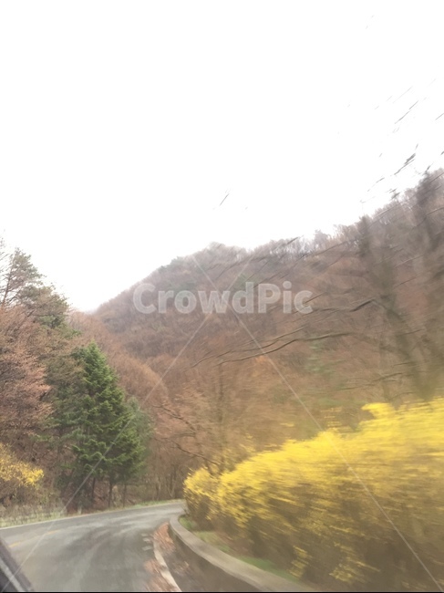 꽃,개나리,자연,봄,비,봄비,봄,계절,spring,season,자연,풍경,nature,landscape,tree,나무,plant,식물,fir,전나무,road,도로