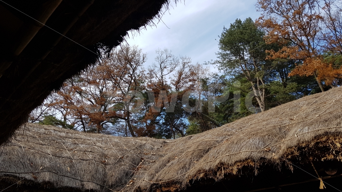 초거삼간,초가집에서바라본하늘,푸른하늘,초가집지붕,전통적인,한국적인,우리나라의,건축,건물,건축양식,가을,계절,fall,autumn,season,한국전통,한국문화,korean traditional,korean culture,건축물,건물외관,exterior,building,structure,architecture,construction,nature,자연,outdoors,옥외