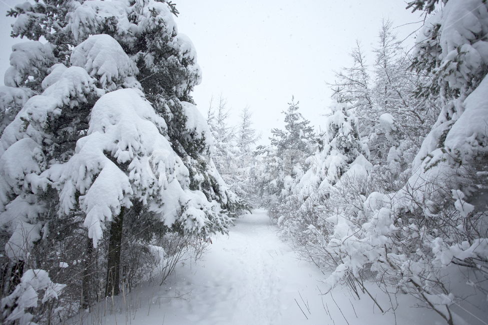 nature,자연,눈,겨울,snow,겨울,계절,winter,season,자연,풍경,nature,landscape