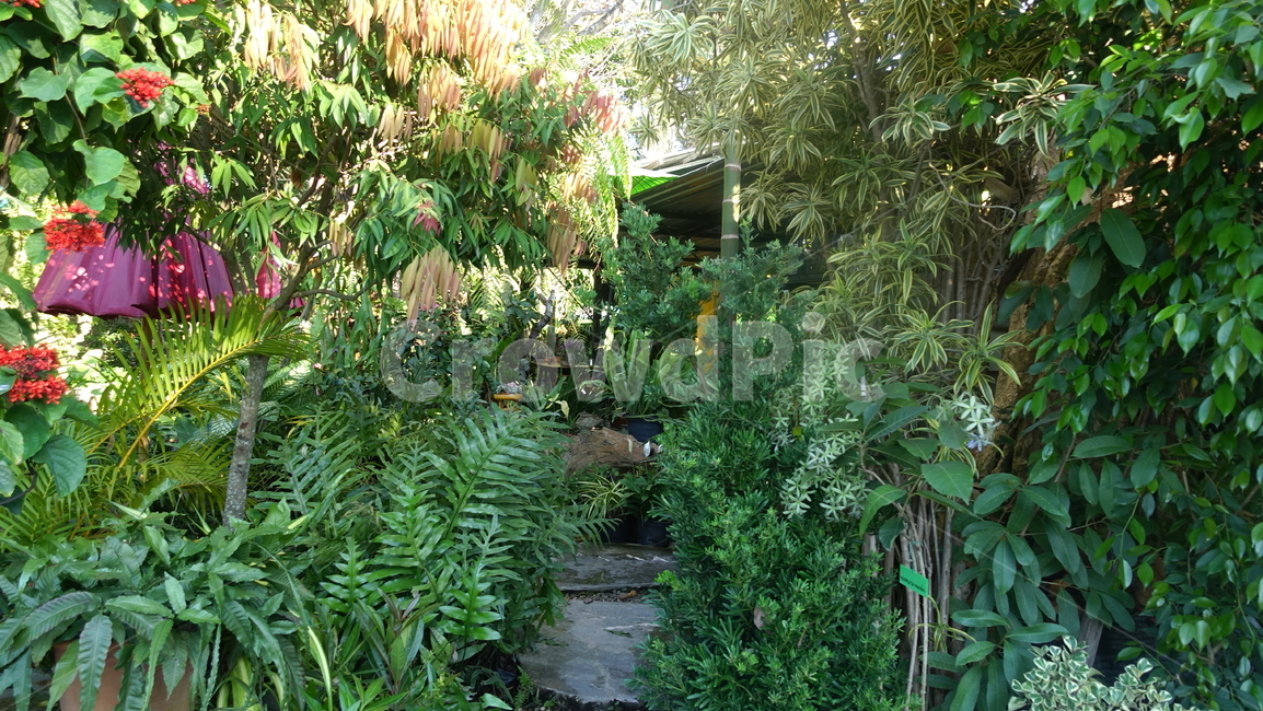 숲,outdoors,garden,정원,옥외