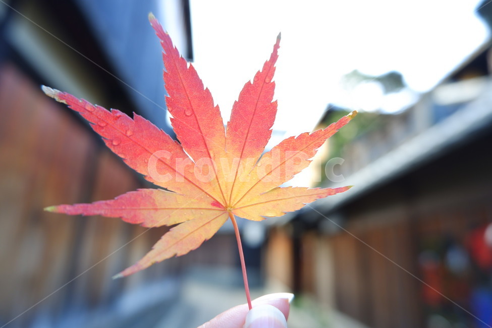 단풍,단풍잎,가을,교토,일본,가을,계절,fall,autumn,season,plant,식물,leaf,잎,tree,나무
