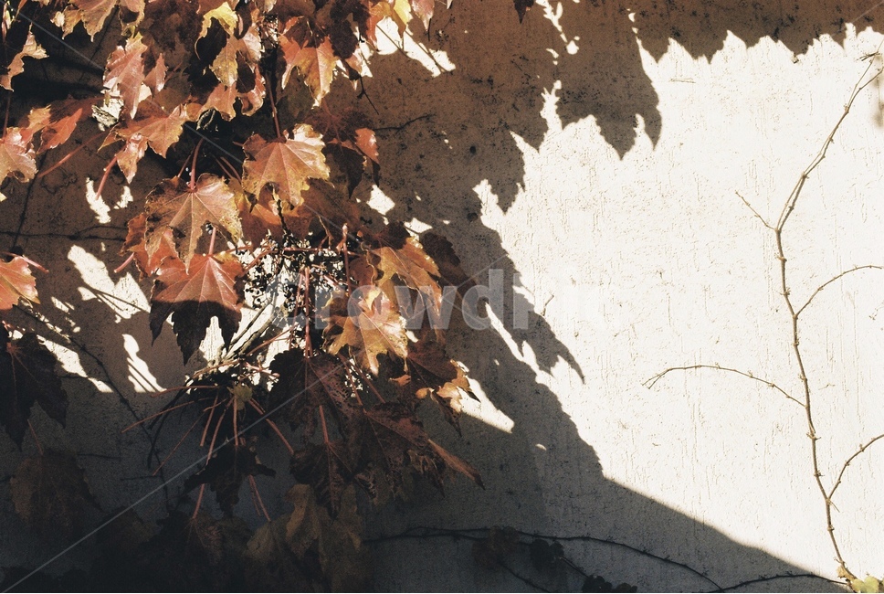 가을,단풍,벽,넝쿨,담장,따뜻한,갈색,가을,계절,fall,autumn,season,식물,자연,plants,nature,감성,sensible,feeling,leaf,잎,plant,tree,나무