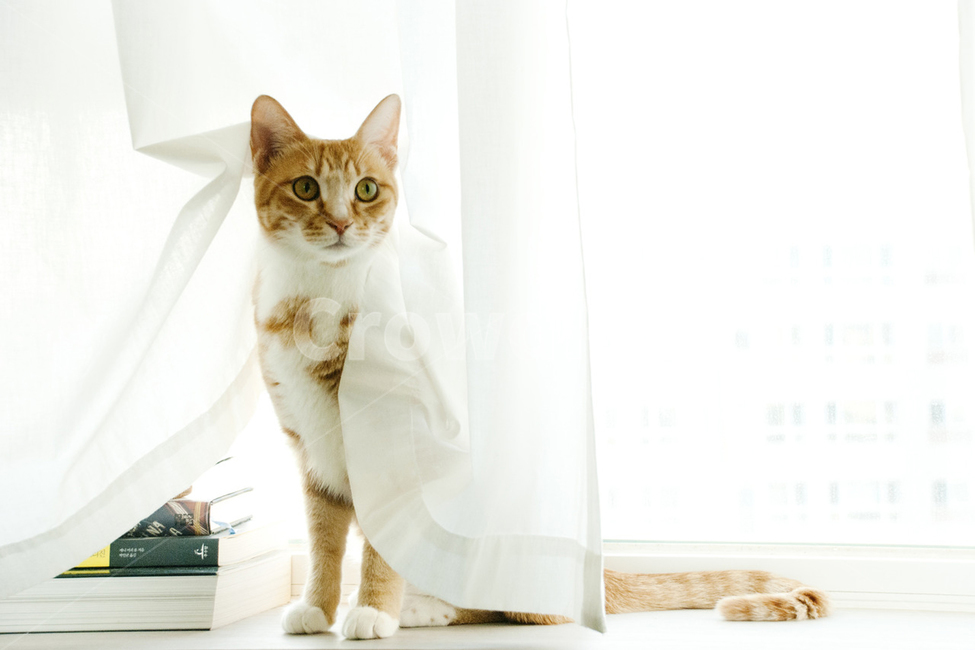 고양이,햇살,반려묘,반려동물,동물,야옹이,냐옹이,cat,고양이모델,아침햇살,animal,동물,animal,포유류,mammal,고양이,cat,kitten,kitty