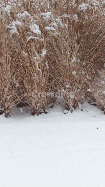 눈,겨울,갈색,추움,얼음,겨울,계절,winter,season