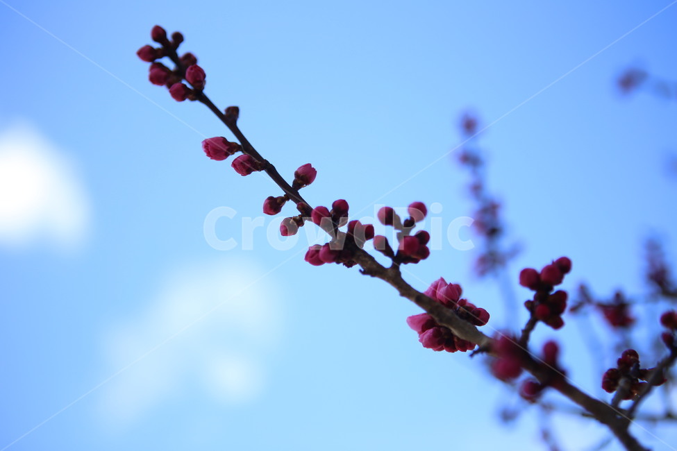 bud,싹,blossom,flower,꽃,sprout,새싹,plant,식물,하늘,구름,sky,식물,자연,plants,nature