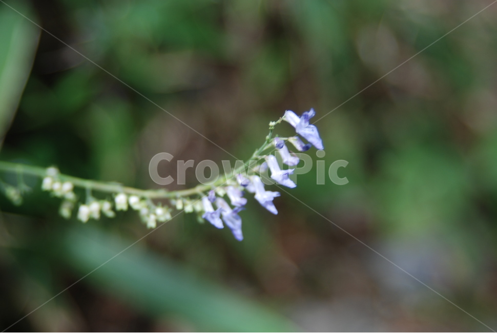 꽃,가을,녹색,연보라,식물,식물,자연,plants,nature,꽃,flower