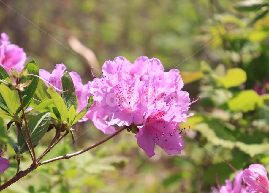 식물,나무,꽃,철쭉,봄,식물,자연,plants,nature,꽃,flower