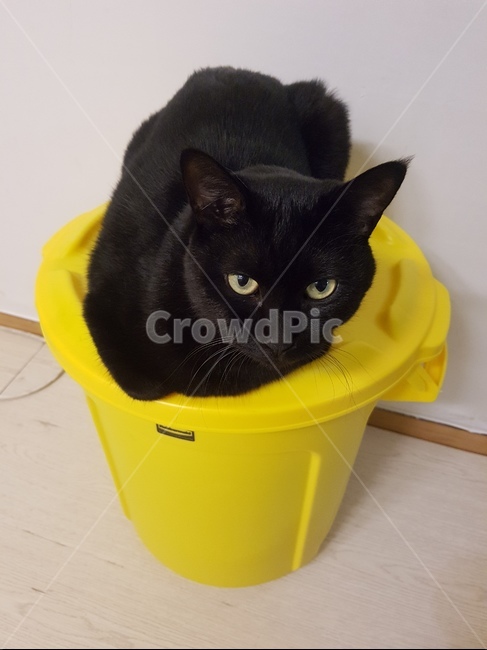 고양이,동물,캣,cat,귀여움,동물,animal,포유류,mammal,고양이,cat,kitten,kitty