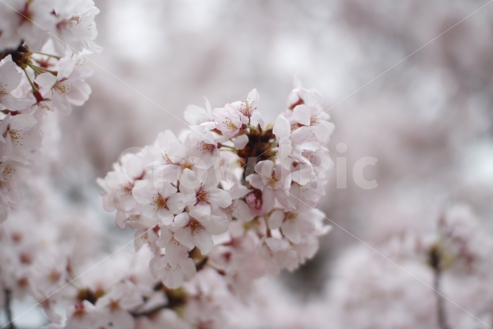 벚꽃,활짝,꽃송이,봄,핑크,아웃포커싱,꽃,벚나무,봄,계절,spring,season,식물,자연,plants,nature,꽃,flower,plant,blossom,cherry blossom