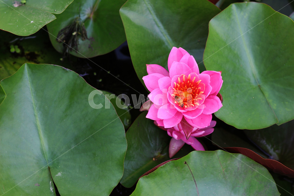 연꽃,lotus,plant,식물,flower,꽃,blossom,불교,식물,자연,plants,nature,꽃,flower