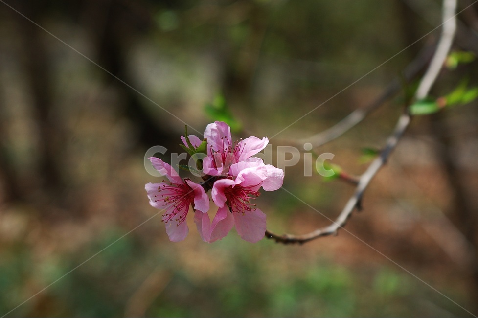 분홍꽃,꽃,자연,beatiful,flower,봄,계절,spring,season,식물,자연,plants,nature,꽃,flower,plant,blossom