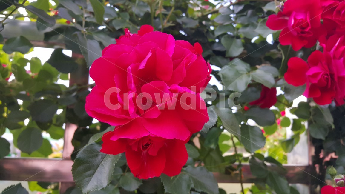 plant,식물,flower,blossom,꽃,rose,장미,redflower,red,빨간꽃,빨강색,redrose,빨간장미,green,garden,잎사귀,초록색,정원,잎,leaf,식물,자연,plants,nature,꽃,flower