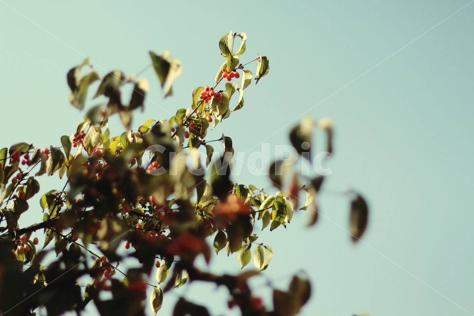 가을,대추열매,감성사진,자연,풍경,식물,자연,plants,nature
