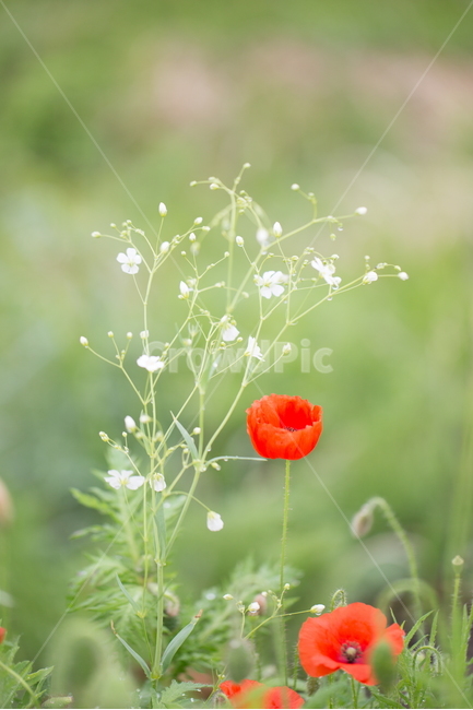 꽃,양귀비,봄,빗방울,붉은꽃,식물,자연,plants,nature,꽃,flower