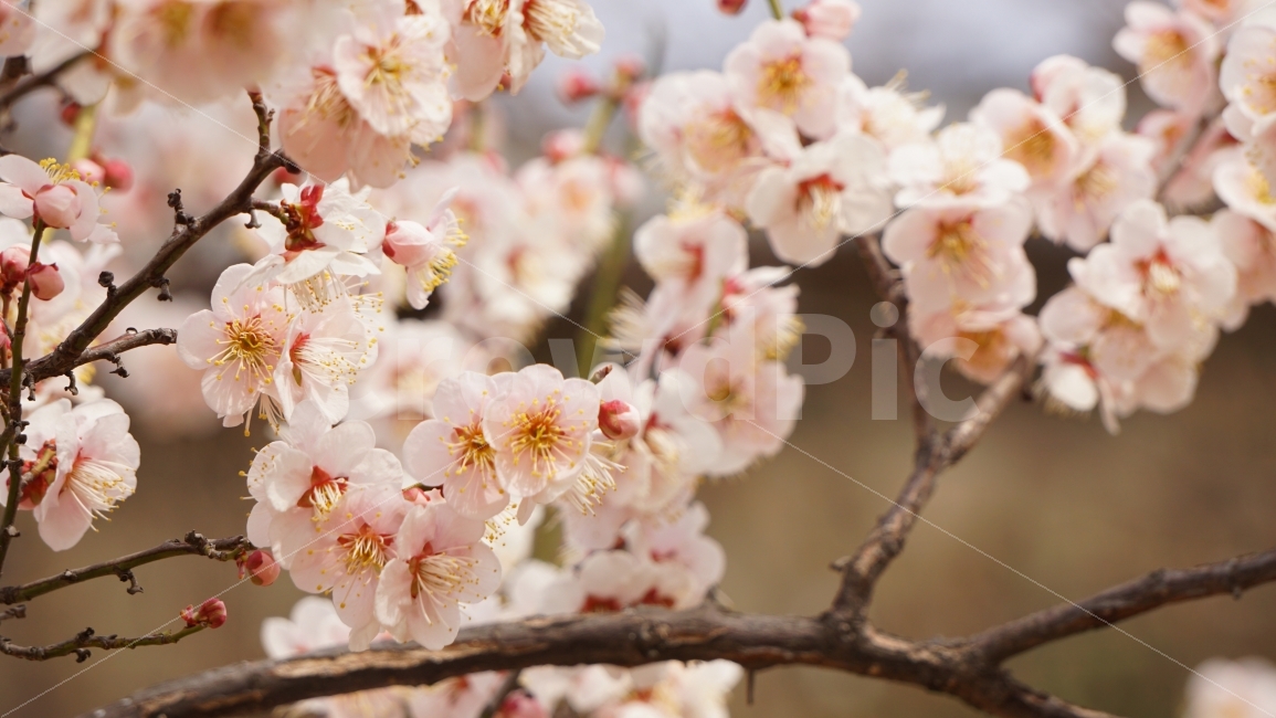 매화,분홍색,꽃,배경,이미지,flower,식물,자연,plants,nature,봄,계절,spring,season,꽃,flower,plant,blossom,cherry blossom,벚꽃