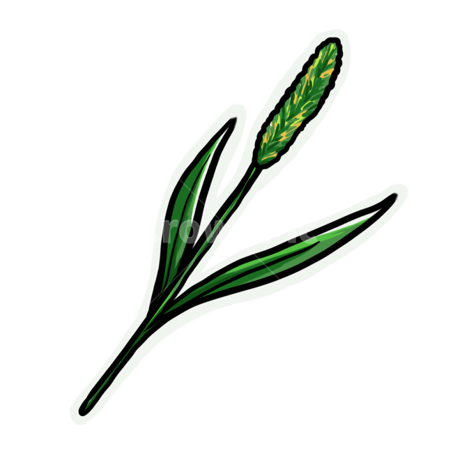 강아지풀,leaf,잎,plant,식물,grass,잔디