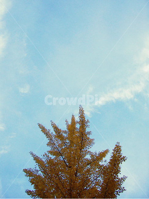 은행나무,파란하늘,가을,나무,maidenhairtree,가을,계절,fall,autumn,season,식물,자연,plants,nature,나무,trees,wood,tree,plant,fir,전나무