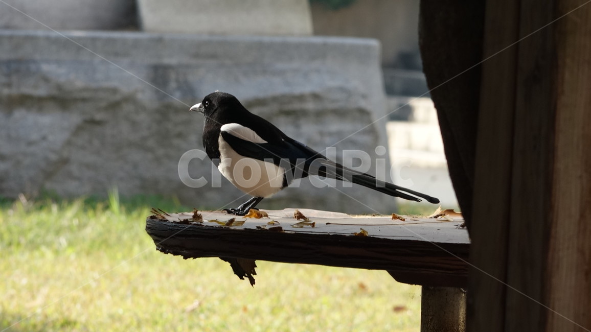 까치,새,조류,동물,휴식,공원,자연,park,nature,bird,animal,동물,animal,조류,새,birds