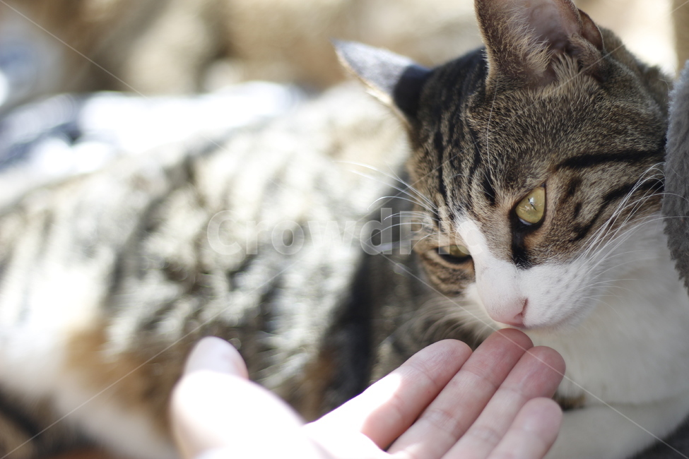 동물,고양이,반려동물,애완동물,반려묘,cat,pet,animal,kitten,길고양이,집사,코리안숏헤어,코숏,동물,animal,고양이,cat,kitten,kitty