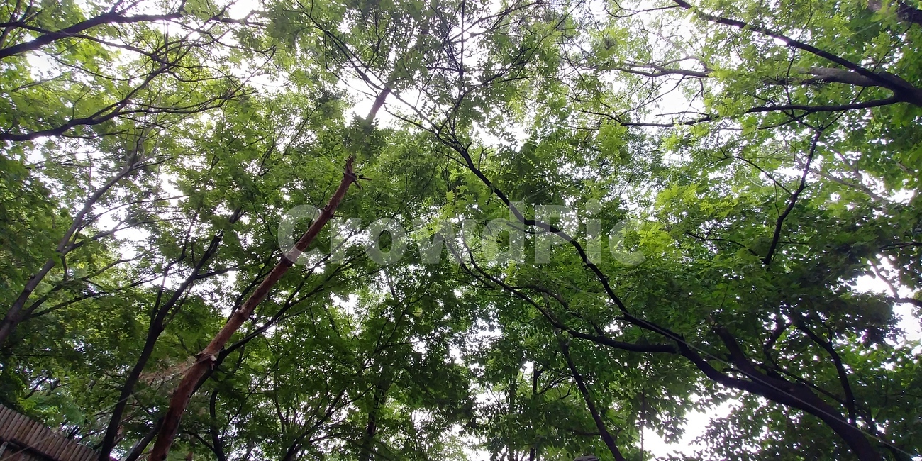 나무,단풍,나뭇잎,하늘,여름,햇빛,초록,연두,잎,싱그러움,쨍쨍함,맑음