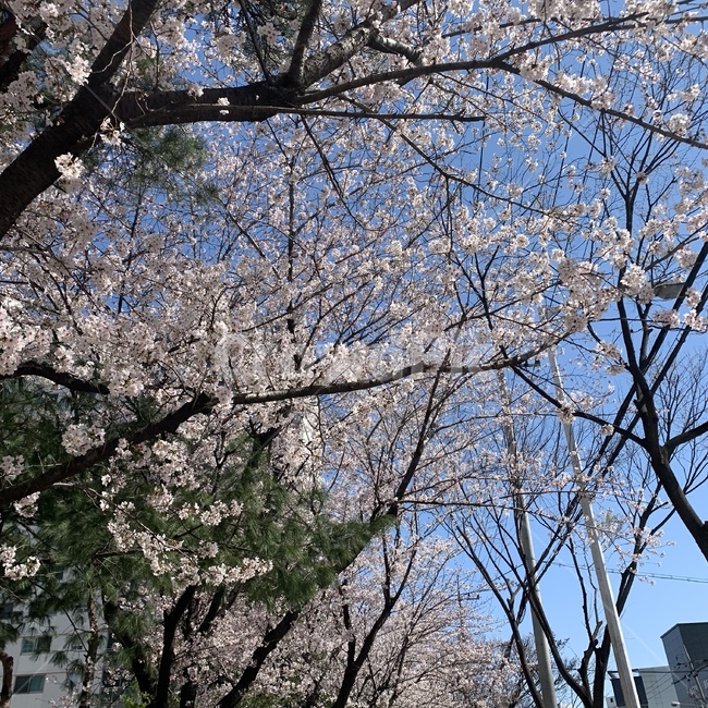 벚꽃,봄,파란하늘,꽃,벚꽃나무,봄,계절,spring,season,자연,풍경,nature,landscape,plant,식물