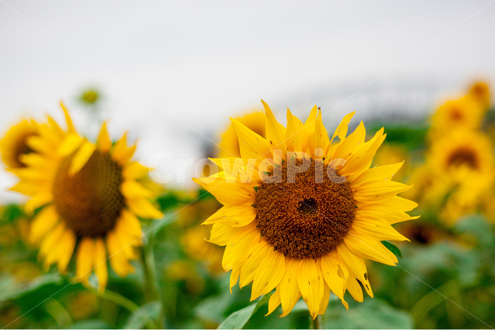 plant,식물,꽃,flower,blossom,해바라기,sunflower,가을,자연,식물,자연,plants,nature,꽃,flower