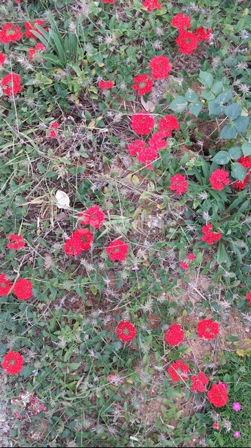 꽃,들꽃,야생화,들,산,자연,식물,자연,plants,nature,꽃,flower