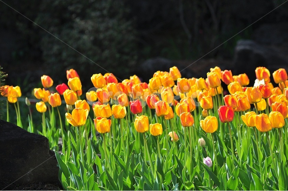 튜립,벽초지,수목원,호수공원,네델란드,봄,계절,spring,season,식물,자연,plants,nature,꽃,flower,색깔,색상,색채,색감,color sense,color sensitivity,feeling of color,plant,blossom