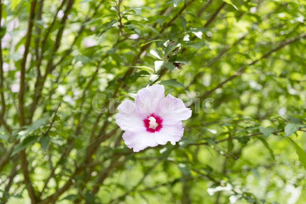 무궁화,꽃,국화,대한민국,나라꽃,빨강,분홍,flower,roseofsharon,식물,자연,plants,nature,꽃,flower