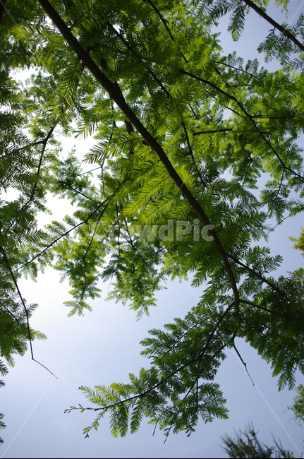 초록,나무,잎,식물,plant,계절,봄,spring,식물,자연,plants,nature