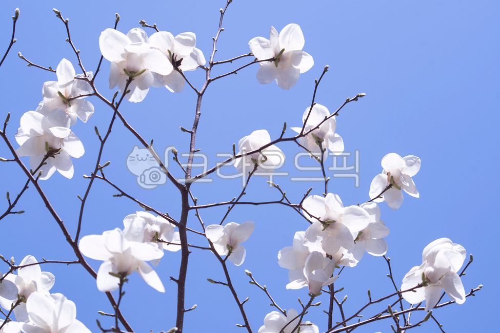 white flower,tree branch,spring flower,flowering,scenery,magnolia flower,branch,spring,magnolia,petal,white,season,sunny,spring news,sky,blossom,nature,copyspace,flower,outdoor,blue,plant