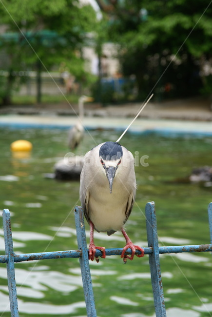 일본,새,직시,bird,直視,동물,animal,조류,새,birds