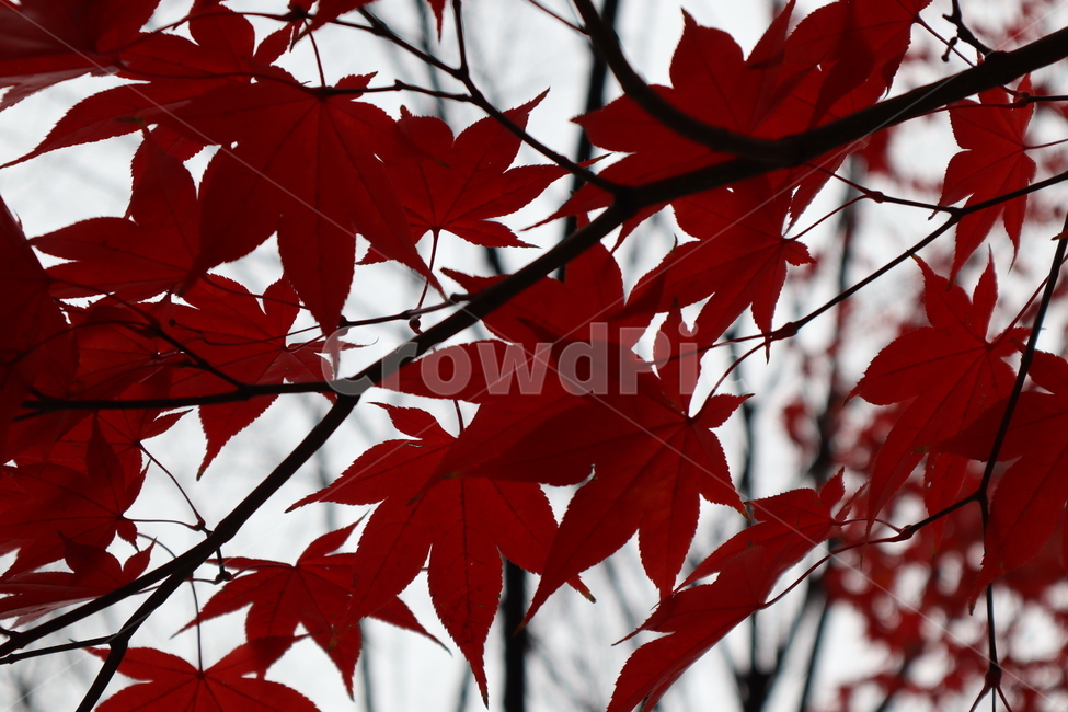 maple,가을,단풍,tree,잎,leaf,나무,식물,자연,plants,nature,나무,trees,wood