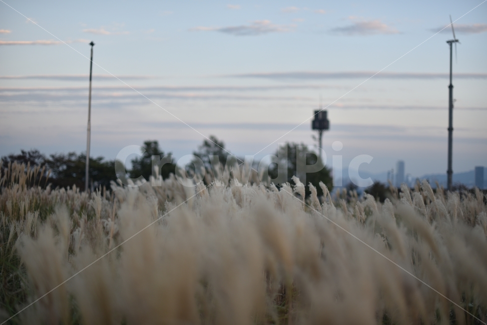 가을,억새풀,억새,하늘공원,서울,대한민국,풍경,자연,풍경,nature,landscape,가을,계절,fall,autumn,season,grass,잔디,plant,식물
