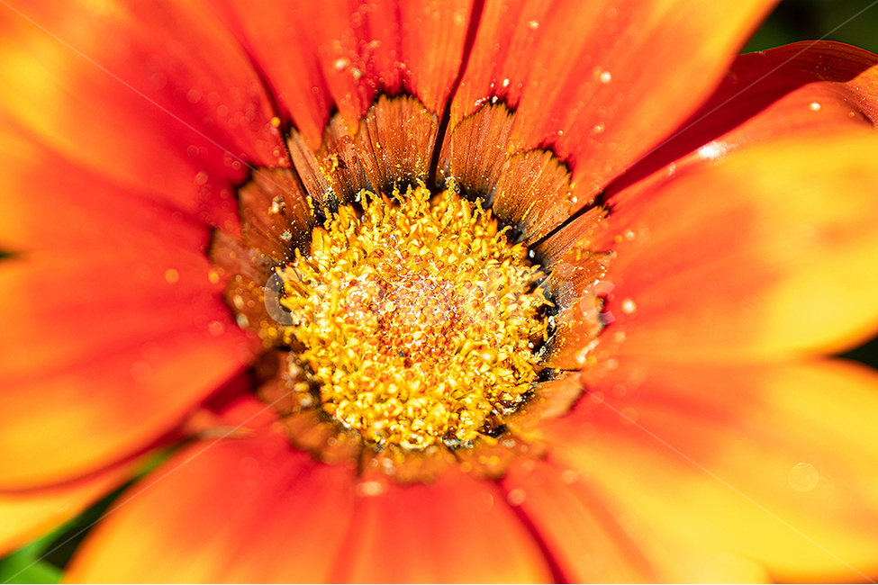 꽃,아름다움,인디언천인국,감성사진,flower