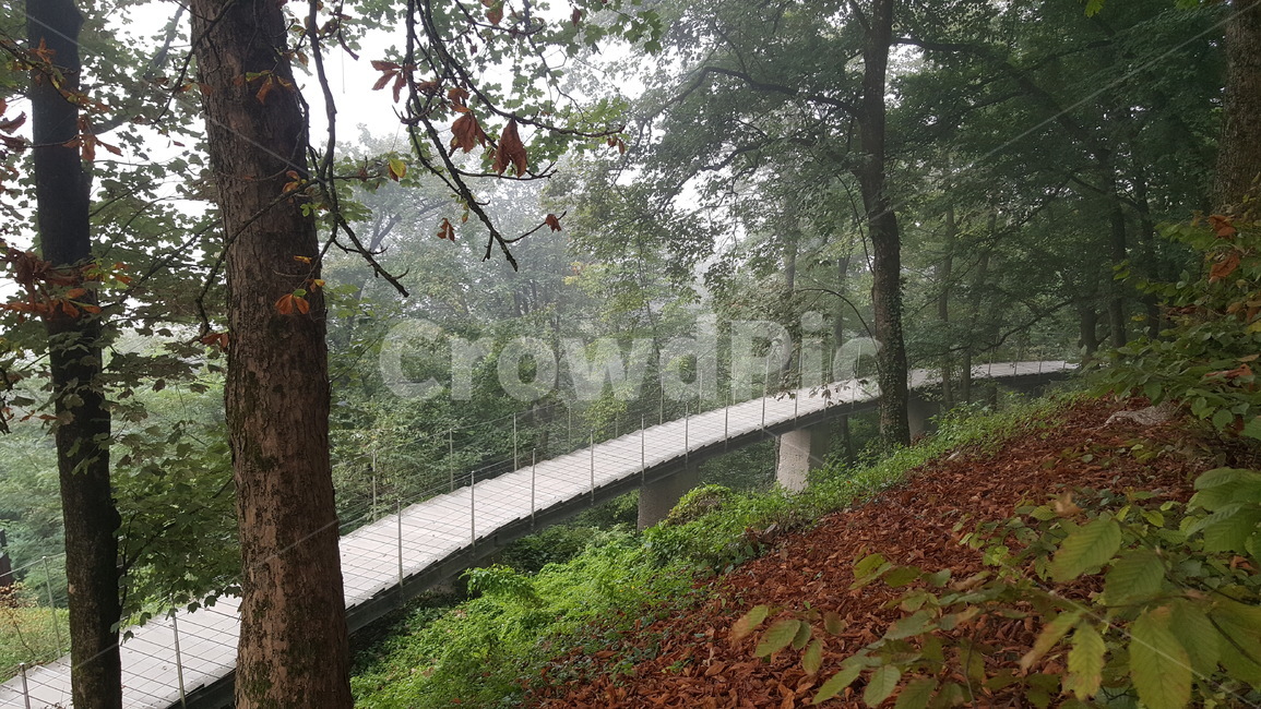다리,나무,숲,트레일,가을,산책로,bridge,trees,forest,trail,autumn,fall,tracking,트렉킹,자연,풍경,nature,landscape