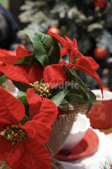 크리스마스,성탄절,christmas,빨강,포인세티아,겨울,계절,winter,season,기념일,축하,anniversary,congratulation,celebrate,celebration,메리크리스마스,성탄절,merry christmas,사물,물건,오브젝트,thing,object,matter