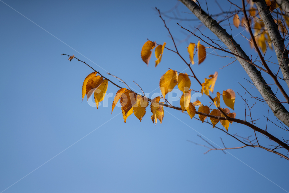 감성,가을,나무,낙엽,잎,식물,가을,계절,fall,autumn,season,식물,자연,plants,nature,leaf,plant,veins,정맥