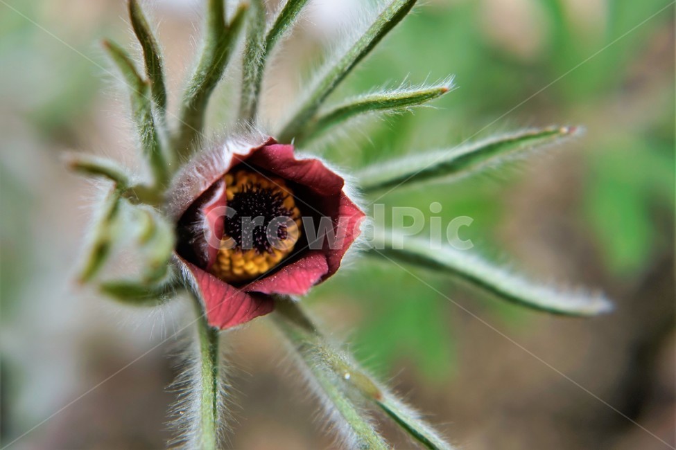 할미꽃,솜털,봄,봄꽃,자연,식물,꽃,plant,암술,수술,Pulsatillakoreana,한국특산,백두옹,독초,강장제,화왕계,여러해살이풀,미나리아재비과,쌍떡잎식물,흰털,할머니머리카락,흰머리,노인,꼬부랑,한방약재,할머니