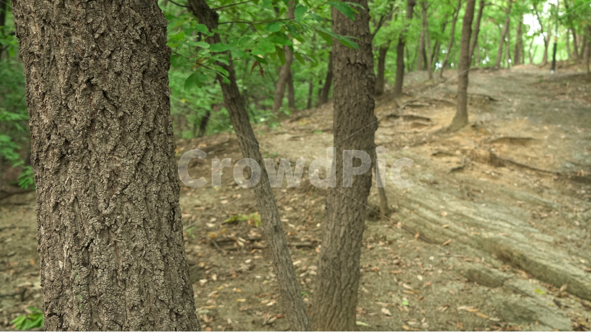 산,나무,숲길,숲,여름,녹색,mountain,tree,summer,forest,식물,자연,plants,nature,나무,trees,wood