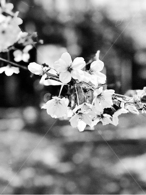 꽃,blossom,flower,벚꽃,plant,식물,흑백,봄,식물,자연,plants,nature,꽃,flower