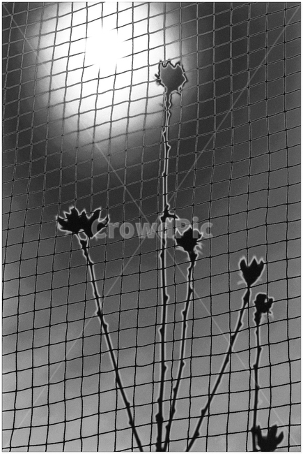 자연,식물,꽃,해,생명,식물,자연,plants,nature,실루엣,그림자,silhouette,shadow,흑백,모노톤,monochrome,black and white