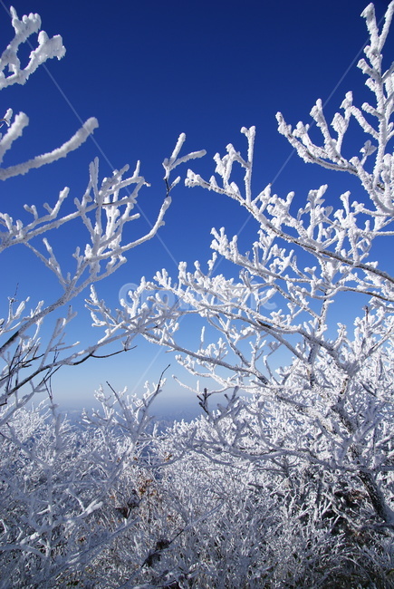 눈꽃,덕유산,파란하늘,겨울산눈꽃,산풍경,겨울,계절,winter,season