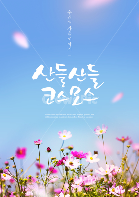 하늘,코스모스,꽃,가을,감성,캘리,캘리그라피,손글씨,붓글씨,표지,브로슈어,전단지,카달로그,가을,계절,fall,autumn,season,식물,자연,plants,nature,꽃,flower,캘리그라피,손글씨,calligraphy,spring,봄,petal,꽃잎,plant,blossom