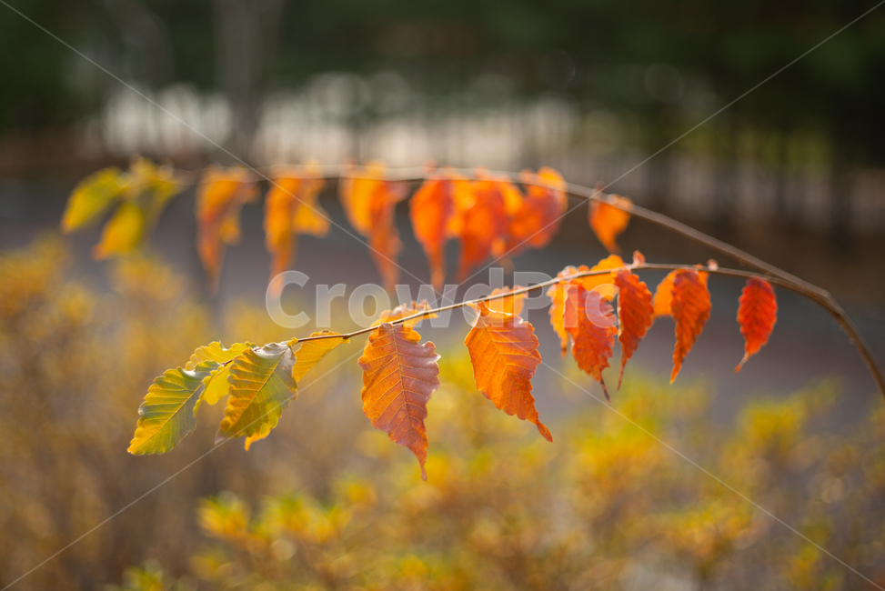 단풍,fallfoliage,가을,autumn,fall,나뭇잎,leaf,가을,계절,fall,autumn,season,plant,식물,잎,veins,정맥