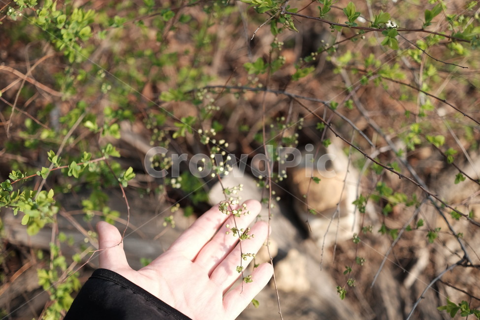 식물,봄,손가락,finger,빛,새싹,초록,grass,잔디,plant